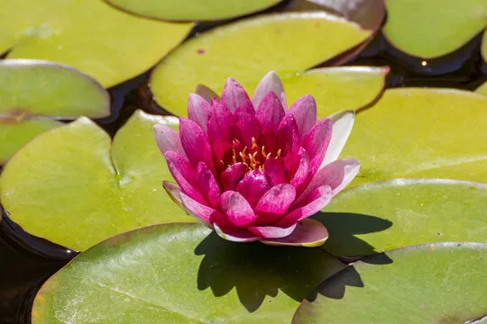 富途娱乐 移动应用背景